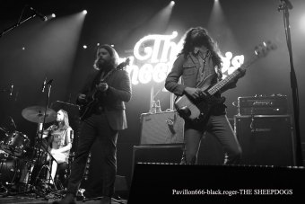 25.02.19_thesheepdogs09